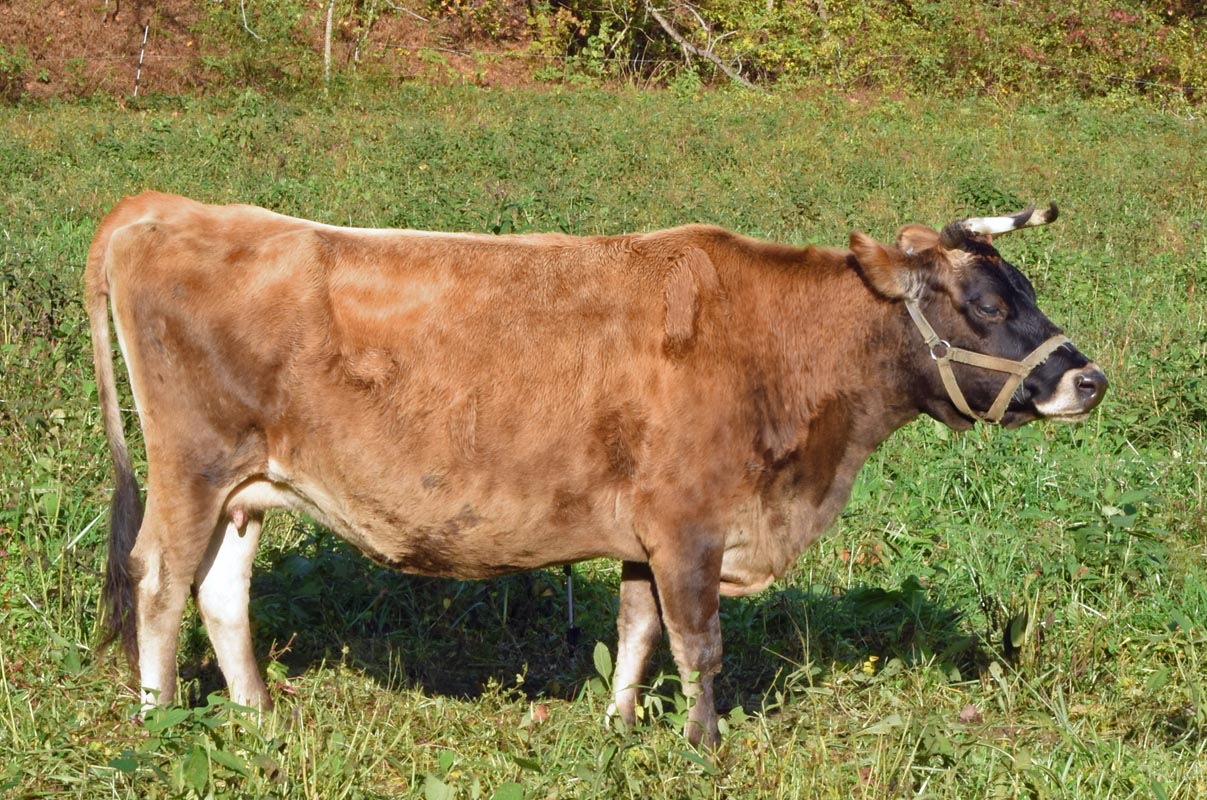 mini jersey dam, May