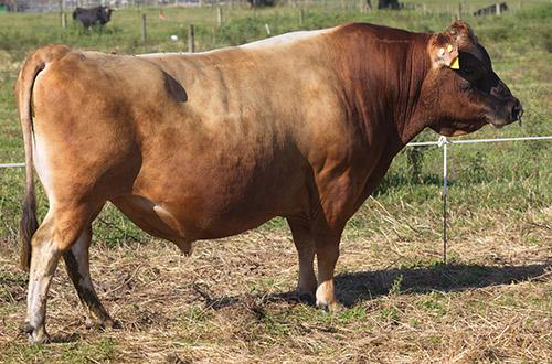 5th herdsire, NZ bull 5 Star