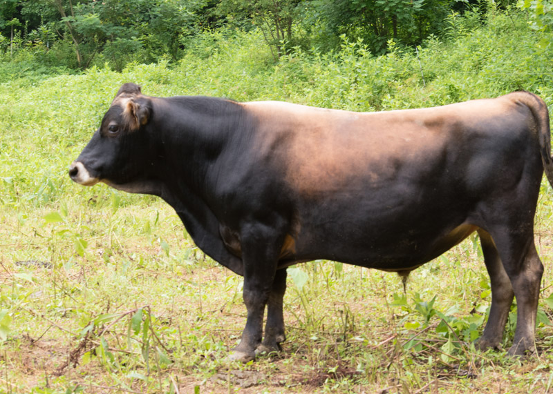 Two year old mini Jersey bull, Rudy