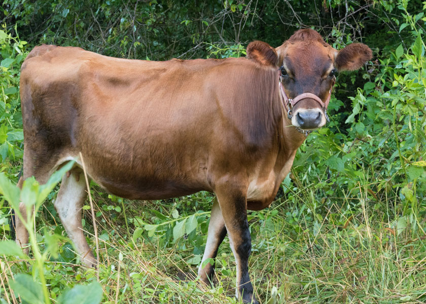 miniature jersey heifer, Ruthie, standing in pasture