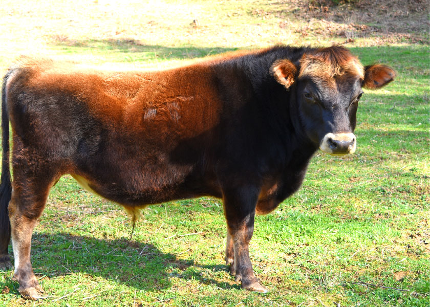 miniature jersey heifer, Ruthie, standing in pasture