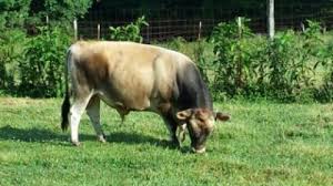 4th mini jersey herdsire alpha